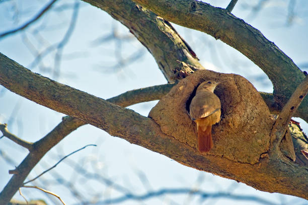 pássaro-forno rufous entrando em seu ninho feito de argila - joao de barro - fotografias e filmes do acervo
