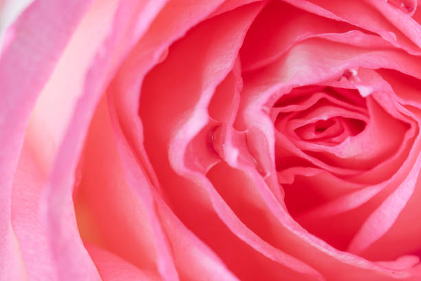 istock Close up of beautiful  rose flower background 640169812