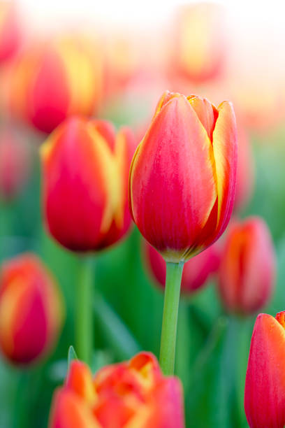 istock Blooming spring flowers tulips in the sunlight 640169838