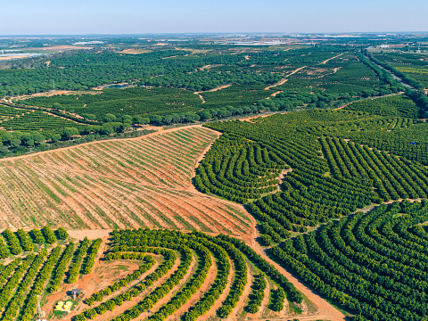 Vista aérea Plantación de naranjos photo