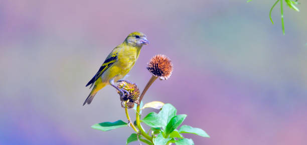 istock Hooded siskin female eating sunflower seed 640170010