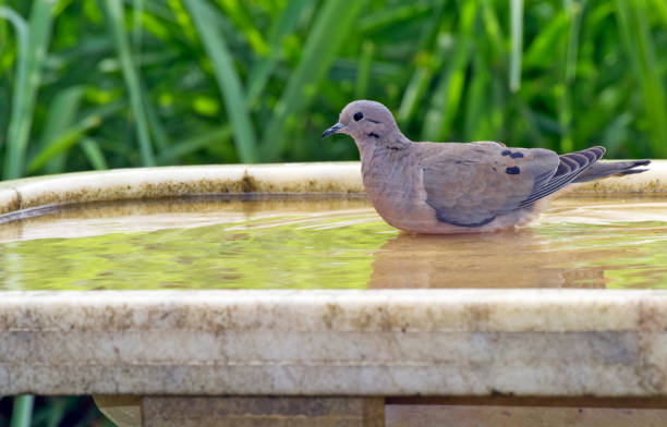 istock Eared dove bathing in fountain 640171152