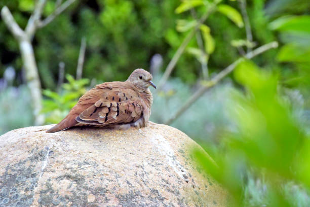 Ruddy ground dove, Columbine talpacoti, the lowest bird of the Columbidae family of Brazil, distributed by the Americas - Sao Paulo, SP, Brazil - March 1, 2015