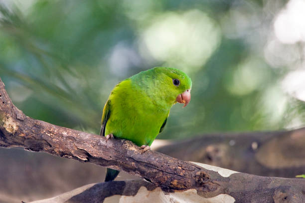 istock Plain parakeet under the shade of the leafy tree 640173014