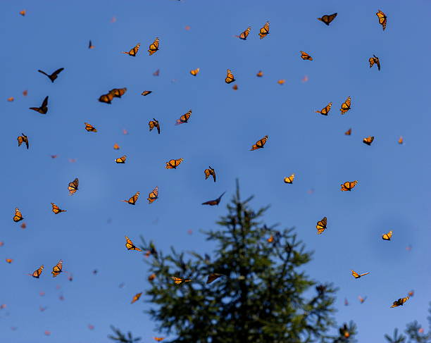 istock Monarch Butterflies on the famous Mariposa migration. 640173336