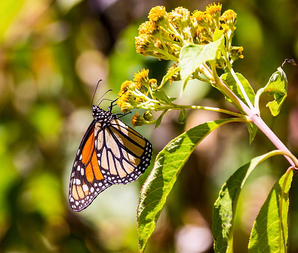 istock Monarch Butterflies on the famous Mariposa migration. 640173396