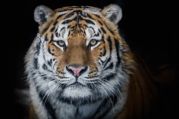 predatory big cat Amur tiger