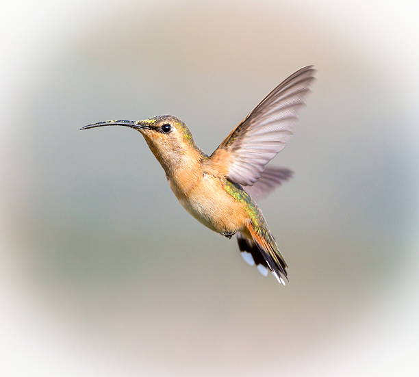 istock Lucifer Hummingbird Female. 640173830