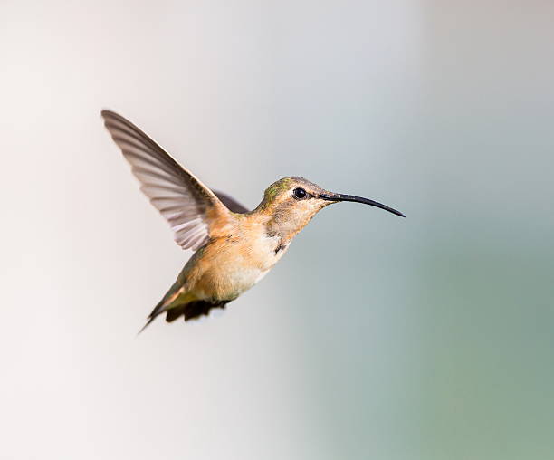 istock Lucifer Hummingbird Female. 640173882