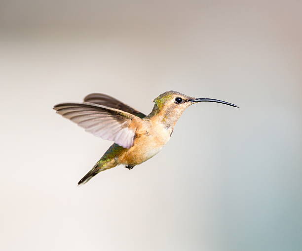 istock Lucifer Hummingbird Female. 640173892