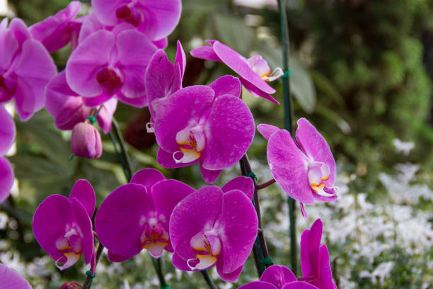 istock Purple orchid flowers 640173966