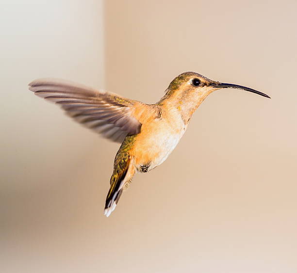 istock Lucifer Hummingbird Female. 640174028