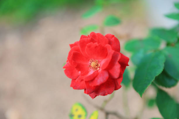 theme of  Chinese medicine , Tung Chung North Park