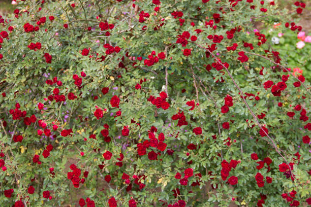 istock dark red rose rose in the garden 640175786