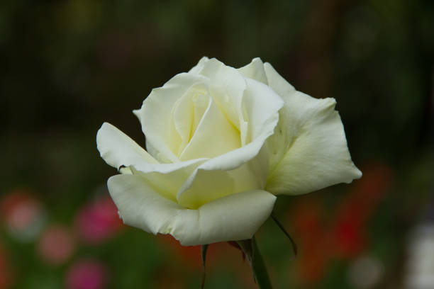 istock White roses in the garden 640175830