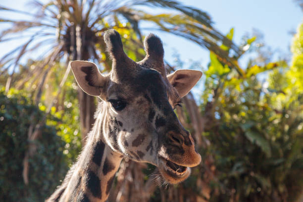 Giraffe are found in Africa and reach a height between 15 and 20 feet tall, with a very long neck.