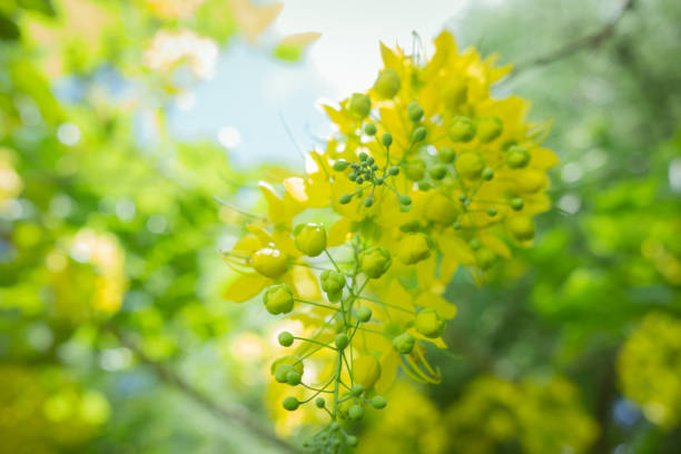 Cassia fistula golden rain tree kanikkonna Maui Hawaii