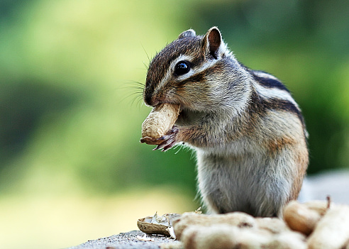 a chipmuck is eating peanut in the nature