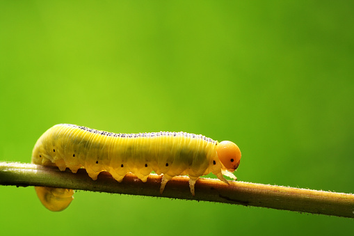A macro shot of a Tomato Hornworm caterpillar on a tomato plant with a green background