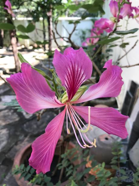 Phanera purpurea or Hong Kong orchid tree or Butterfly tree.