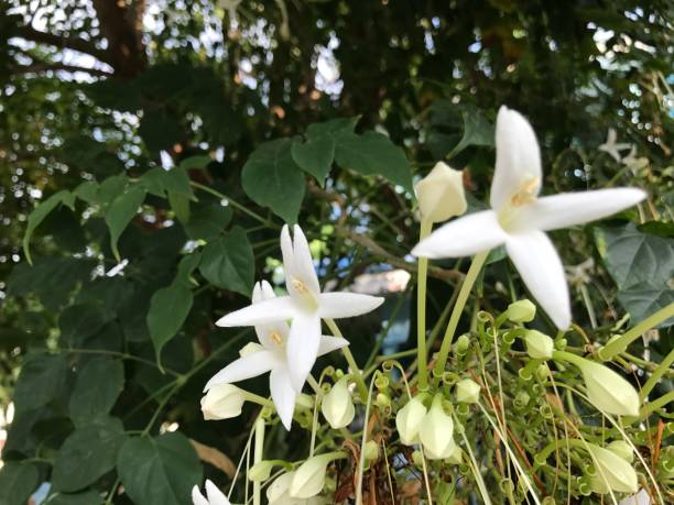 istock Millingtonia hortensis or Tree jasmine or Indian cork tree flower. 640179012