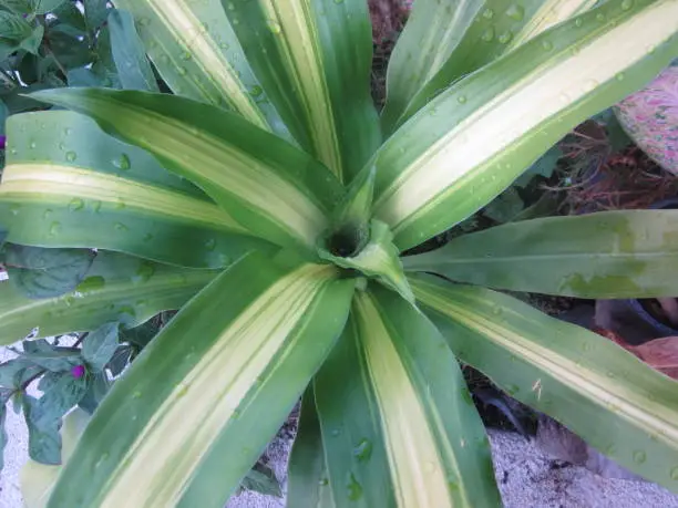 Dracaena fragrans or Cornstalk dracaena tree.