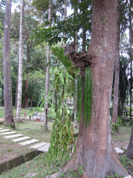 istock Platycerium superbum or Staghorn fern. 640179288