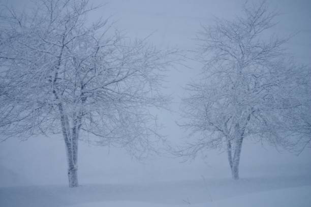 istock Snow covered trees in fog 640180054
