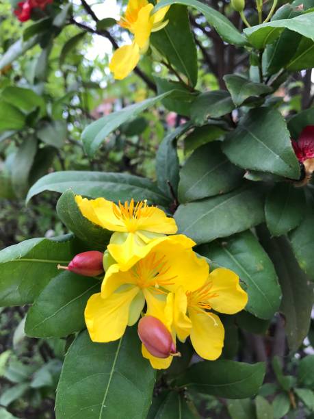istock Ochna serrulata or pretty or Bird's eye bush flower. 640180552