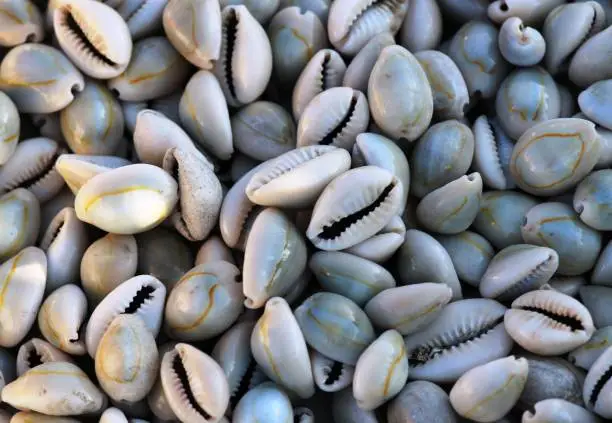 Photo of cowrie