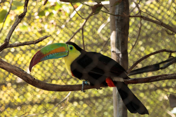 Colorful beak of the keel-billed toucan, Ramphastos sulfuratus, contains yellow, red, green, orange and blue.