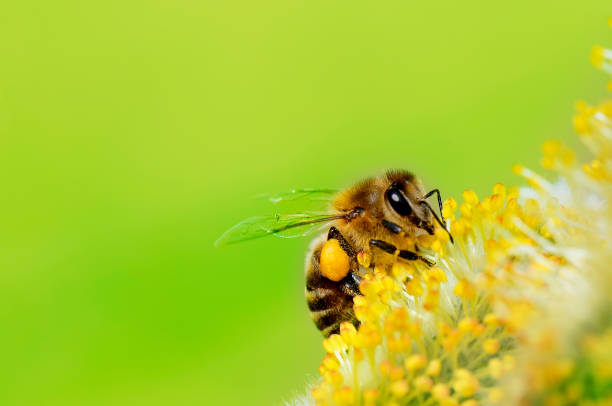Bee gathering nectar (with copyspace) stock photo