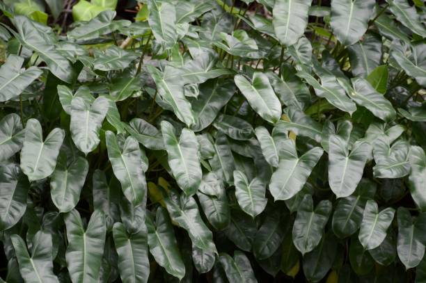 istock philodendron leaves in nature garden 640183692