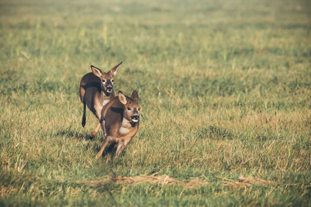 istock Deer play together in the meadow 640187494