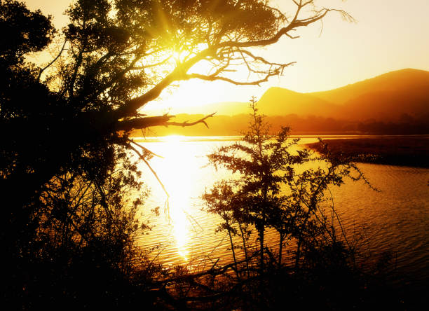 The golden light of a rising or setting sun shines on the water of an estuary lagoon seen through silhouetted trees. Natural, unspoilt beauty.