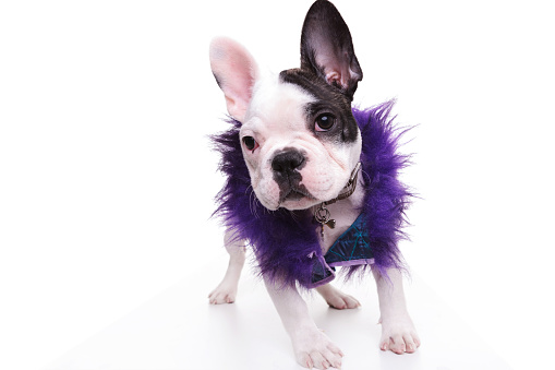 fashion french bulldog puppy dog wearing purple furry jacket