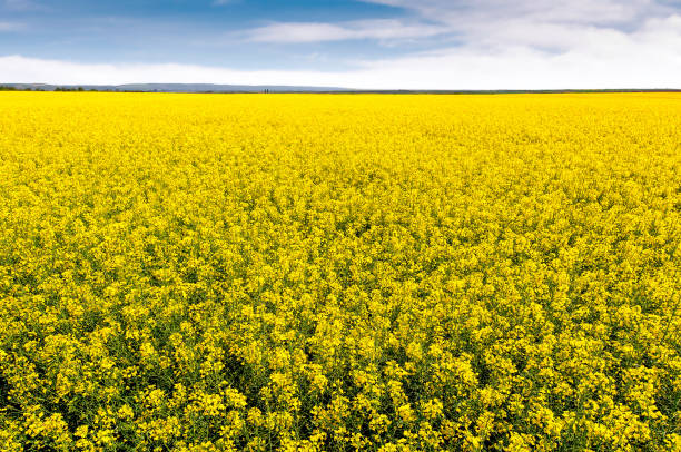 Field of bright yellow rapeseed in spring. Rapeseed (Brassica na stock photo