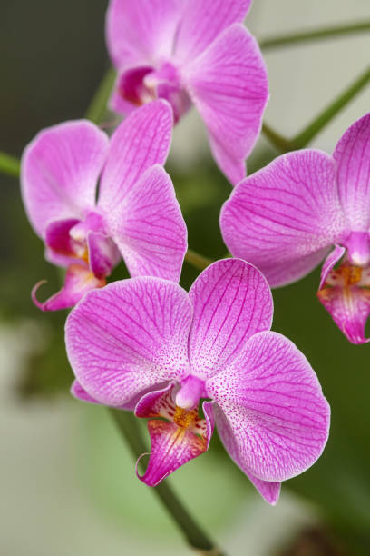 istock Blooming purple orchid on green background 640194722