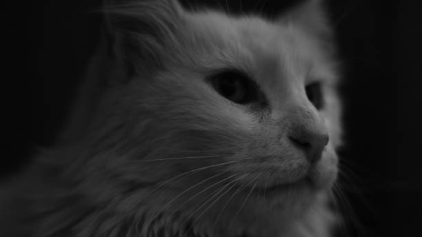 Monochrome Photo of Cat · Free Stock Photo