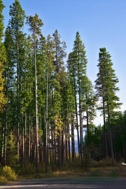 istock The road to mountains among trees 640195958
