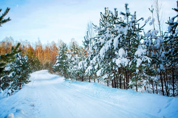 istock Trees in snow in the winter wood. 640197100
