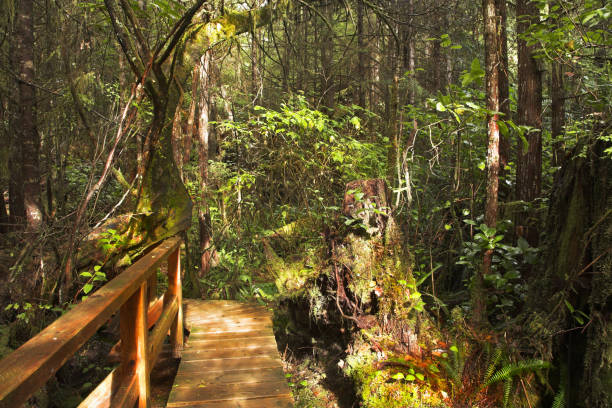 istock The wooden bridge through a bog 640197496