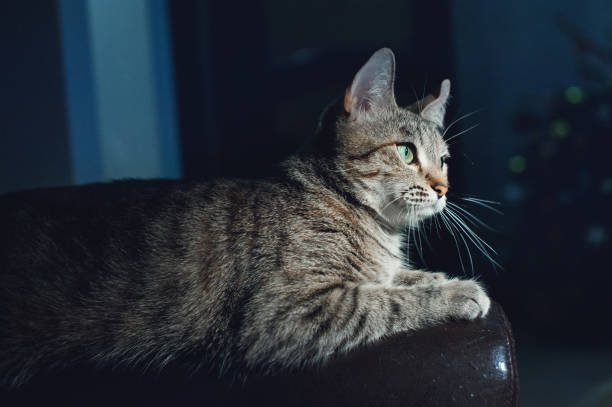 istock Beautiful cat on a dark background in the studio 640197516