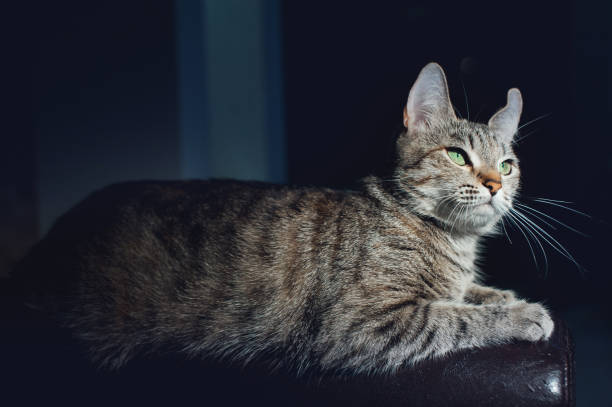 istock Beautiful cat on a dark background in the studio 640197584