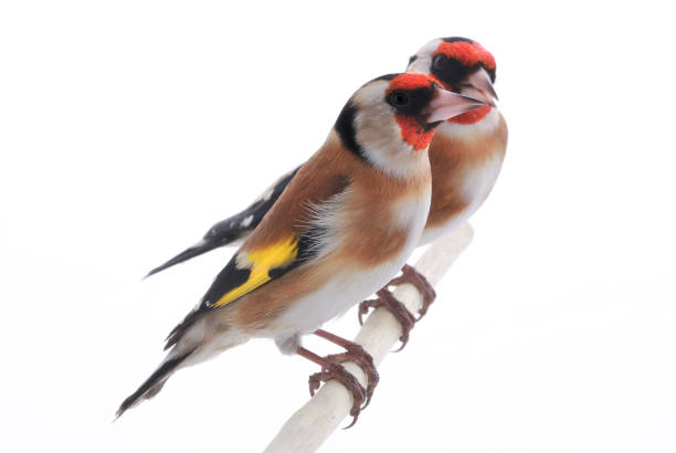istock goldfinchs female and male 640199476