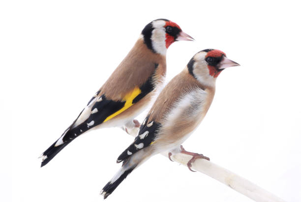 istock goldfinchs female and male 640199490