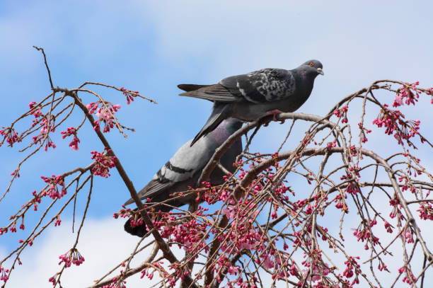 istock Two pigeons in weeping cherry tree with pink flower blossoms 640199550