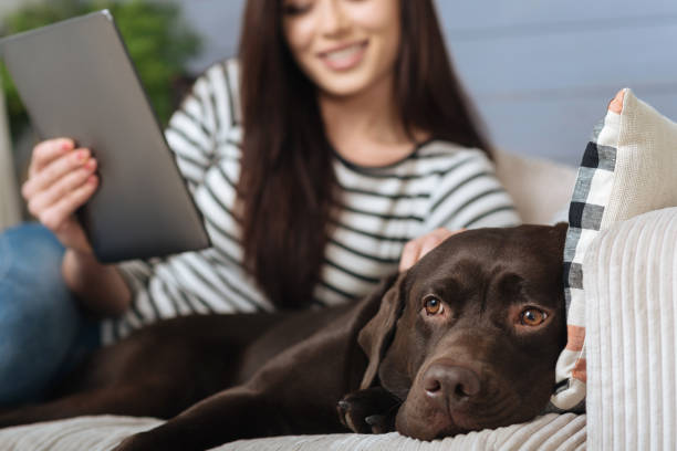 istock Delighted smiling lady lying on a couch with her pet 640199960