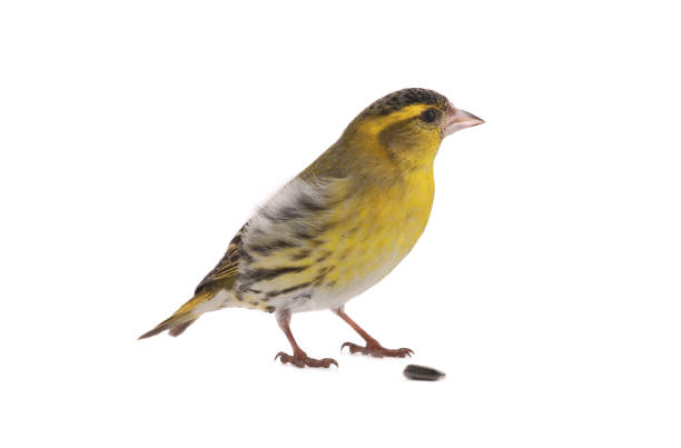 istock male siskin 640200494