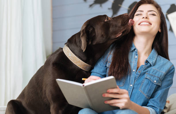 Sweet Labrador giving his mistress a kiss